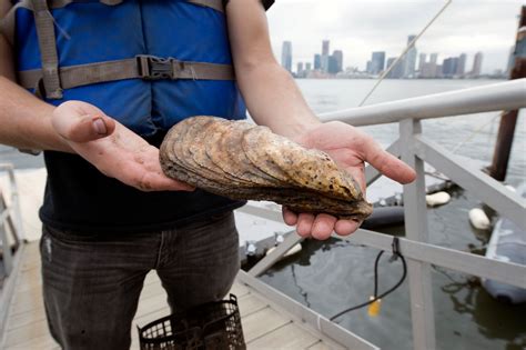 It’s the Biggest Oyster Found in New York in 100 Years. And It Has ...