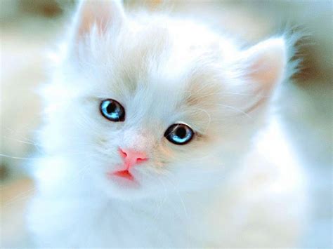 Cute Baby Kittens With Blue Eyes