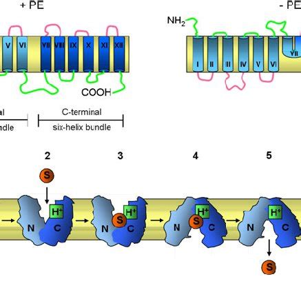 SecA-mediated protein translocation through the SecY pore. The scheme ...