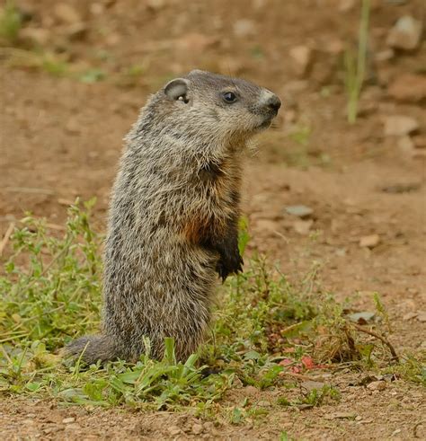 Baby Groundhog | One of four baby Groundhogs from the litter… | Flickr