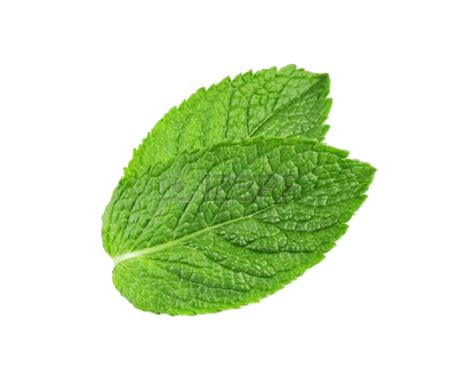 Mint Leaves, Culinary Use, Natural Remedy, Refreshing Aroma, Garden ...