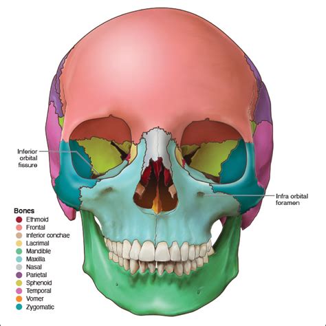 Maxillary Process Of Zygomatic Bone