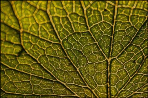 Free high resolution leaf textures | Leaf texture, Leaves, Landscape design