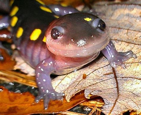 122 best Salamander images on Pinterest | Amphibians, Combat boots and ...