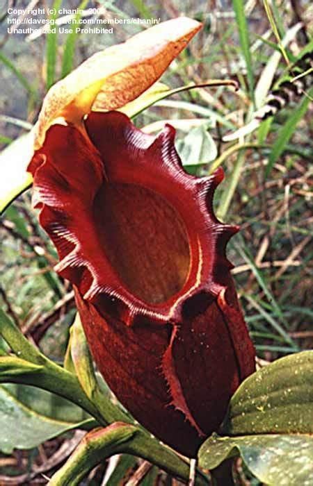 PlantFiles Pictures: Nepenthes Species, Pitcher Plant, Rajah Pitcher ...