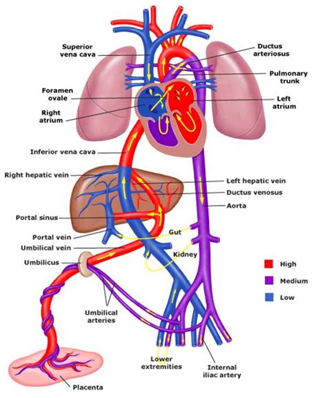 MBBS Medicine (Humanity First): Fetal Physiology