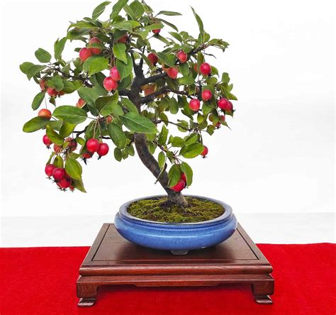 Apple Bonsai Tree: Varieties, How to Propagate, and More