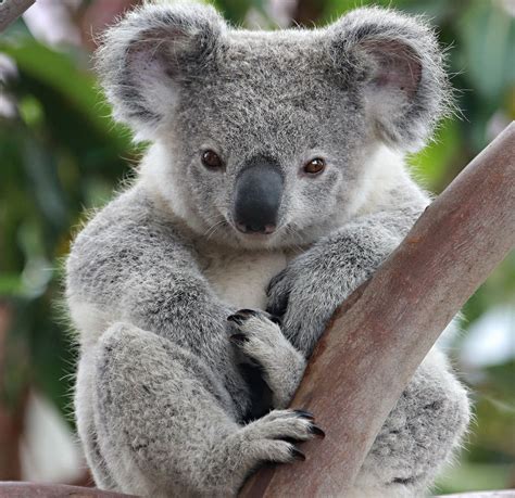 Lovely Koala | Koala baby, Süße tiere, Australische tiere