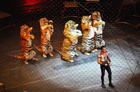 Circus Tiger | Inhabitat - Green Design, Innovation, Architecture ...