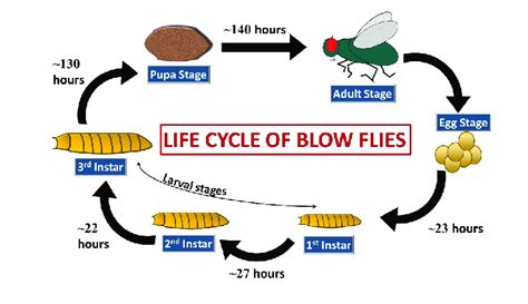 Life cycle of blowflies with approximate duration of each stage ...