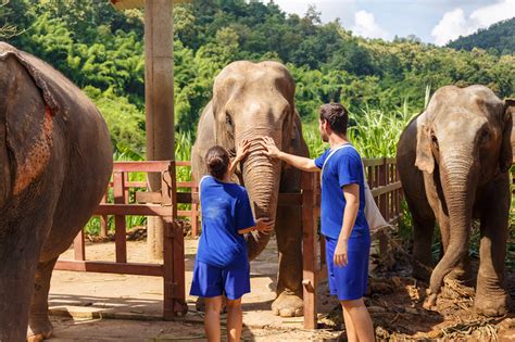 What to Know Before Visiting an Elephant Sanctuary - Wherever Family