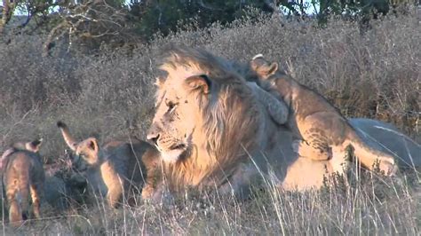 Male lion playing with cubs at Shamwari - YouTube