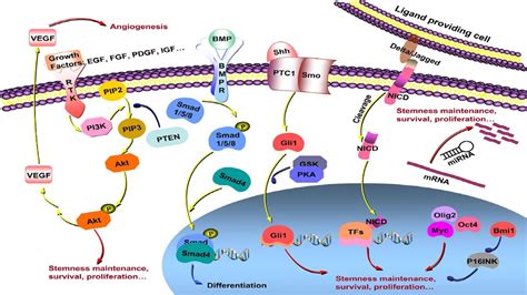 Cell Proliferation Signaling Pathway. - YouTube