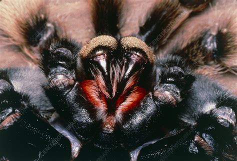 Tarantula fangs - Stock Image - Z430/0376 - Science Photo Library