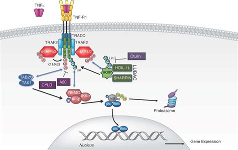 Tnf Alpha Signaling Pathway