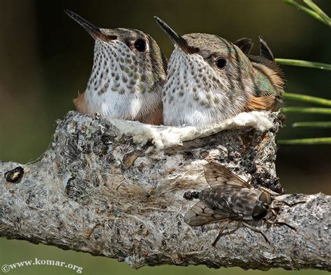 Baby Hummingbird Nest - COOL!