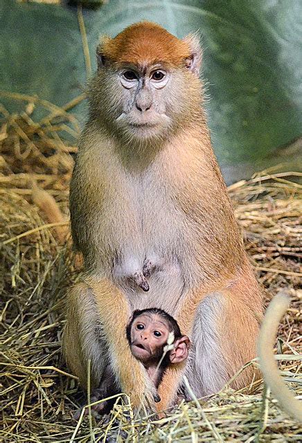 Syracuse zoo welcomes arrival of newborn patas monkey | syracuse.com