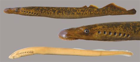 Sea Lamprey – Discover Fishes