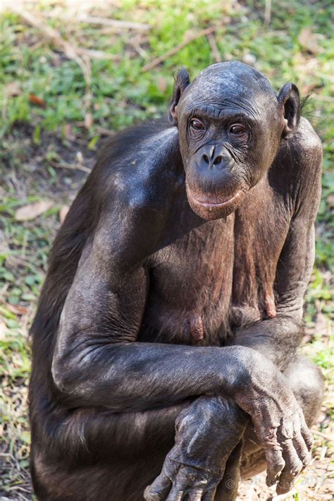 Bonobo at the Jacksonville Zoo Jacksonville Zoo, Bonobo, Great Ape ...