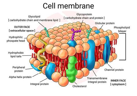 School supplies Biology study Printable Cell membrane structure diagram ...