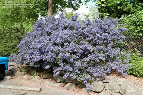 PlantFiles Pictures: Santa Barbara Ceanothus 'Puget Blue' (Ceanothus ...