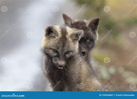 Silver Fox (Vulpes Vulpes) - Silver Phase of Red Fox Cubs, Washington ...