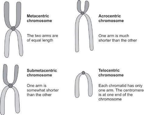 Centromere Types