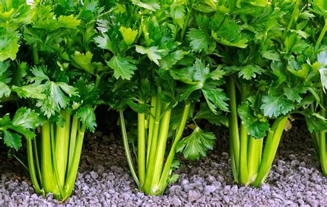 Celery plant growing information | chocmales