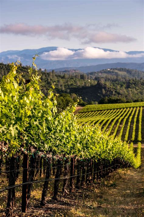 California Eco-Friendly Winery Events For Earth Month in April - Luxe ...