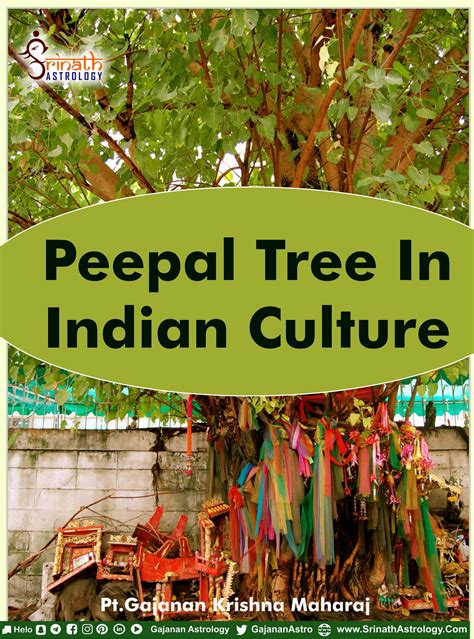 Peepal Tree in Indian Culture. This sacred tree is known by many names ...