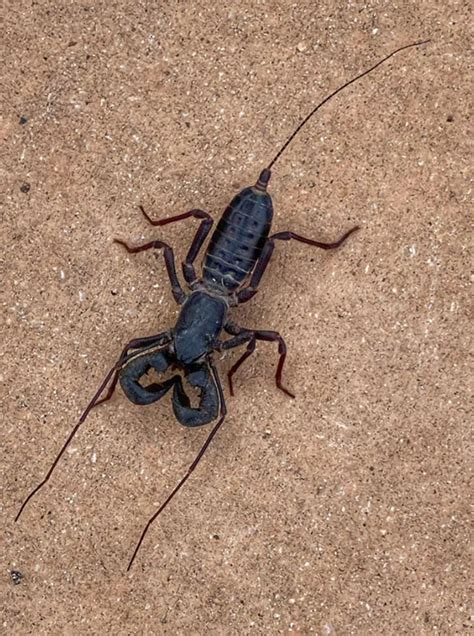 Acid-shooting 'spider-scorpion' found in Texas park creeps out social ...