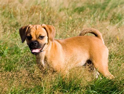 Puggle Dog Breed Information & Characteristics