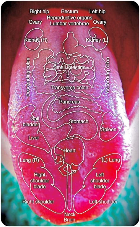 Tongue Map Wikipedia