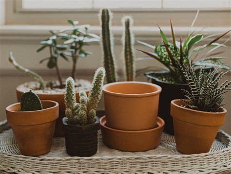 Cactus Care: 11 Essential Tips For Beginners - CactusWay