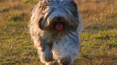 Polish Lowland Sheepdog: The Ultimate Guide to This Lively and ...