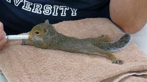 Found A Baby Squirrel? Online Assessment Tool | Wildlife Rehabber