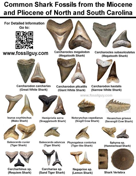 Pin by Sharon O'Connell on Shell ID | Shark tooth fossil, Fossilized ...