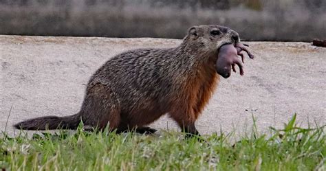 Woodchuck Vs Groundhog