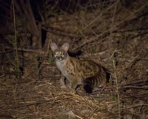 Common Genet - Facts, Diet, Habitat & Pictures on Animalia.bio