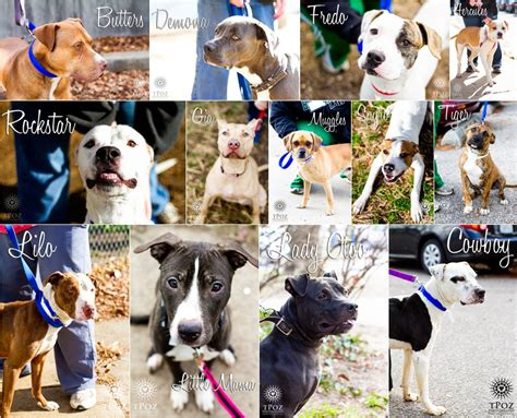 BARCS Adoptable Dogs :: December 2012