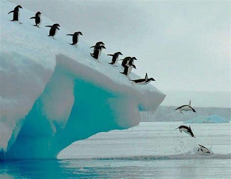 Penguin slide | Penguins, Animals beautiful, Animals