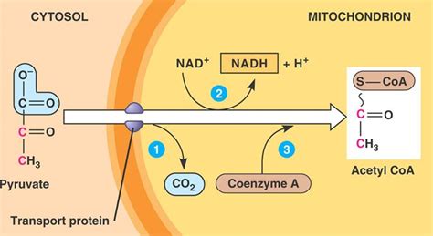 Cellular Respiration: Glycolysis, Pyruvate, Krebs | SchoolWorkHelper