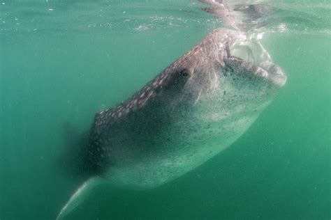 Whale Shark Filter Feeding With Krill At The Gulf Of Baja California ...