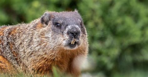 Woodchuck vs Beaver: 5 Key Differences - IMP WORLD