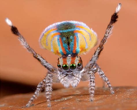 Wellity wellity well...: Australian Peacock Spider rocks my world