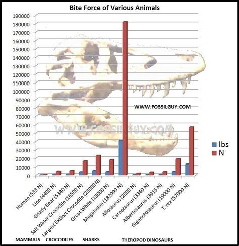 Fossilguy.com: T-Rex: Tyrannosaurus Dinosaur Facts and Information