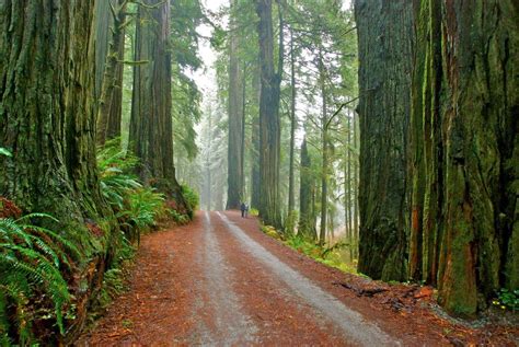 Jedediah Smith Redwood State Park Campground | Benbow Historic Inn