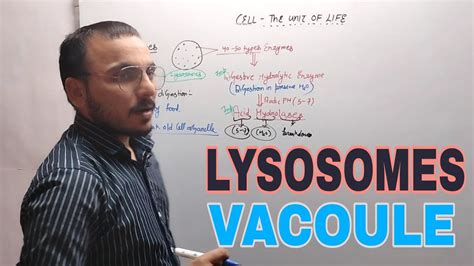 Lysosomes & vacoule| Chapter-8=CELL-the unit of life (part-06)|Class ...