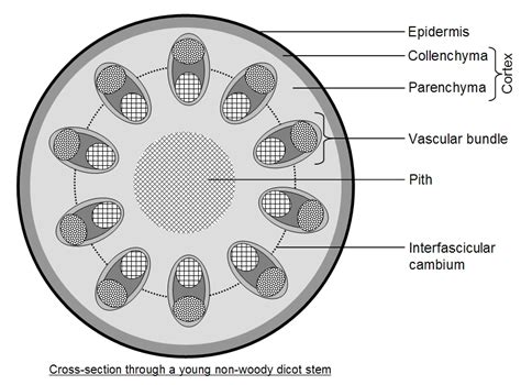 Woody Dicot Stem Cross Section