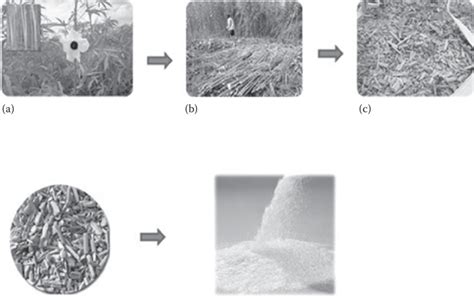 6 Kenaf core processing. (a) Kenaf plantation, (b) harvesting, (c ...